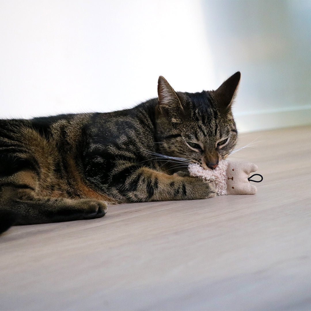 ALFIE Kattenspeeltjes