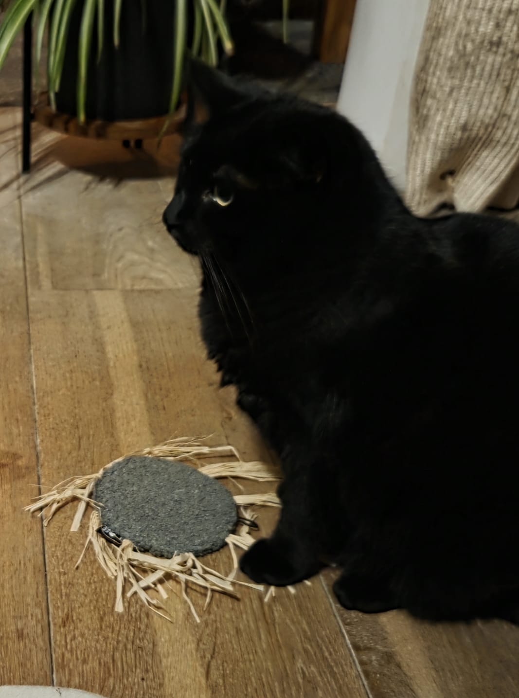 Milly Kattenspeeltje *NIEUW*