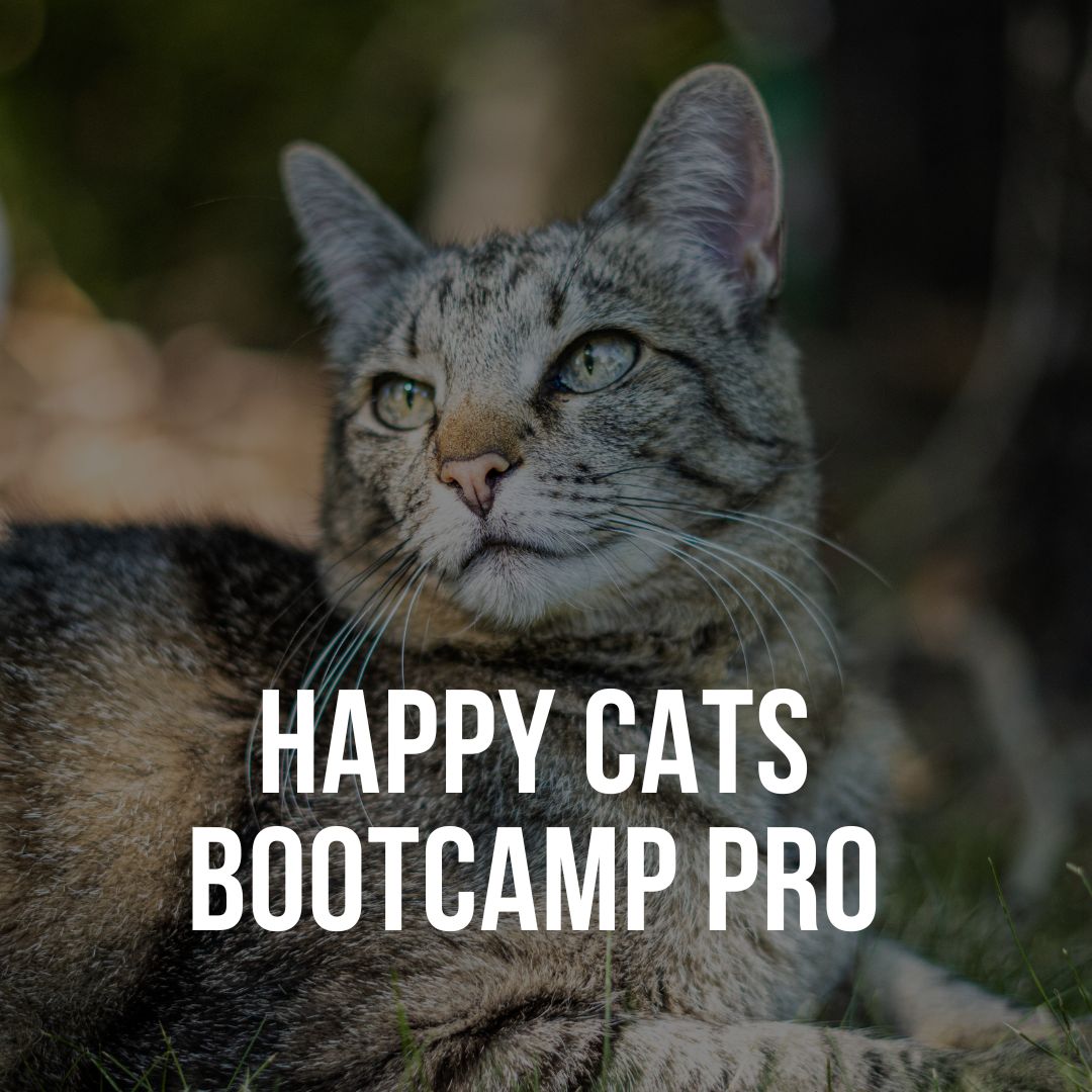 Happy Cats Bootcamp PRO