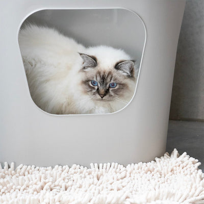 Kattenbakset Dean